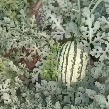 金城有货要的老板前来一亩田选购