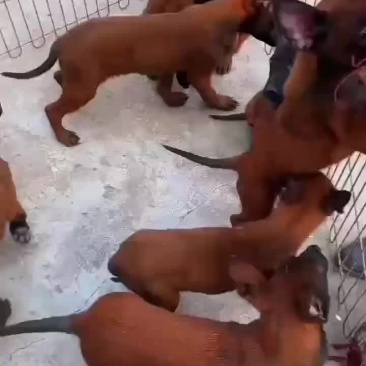 爆红马犬，
