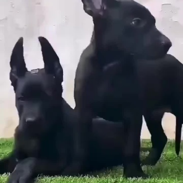 黑狼犬