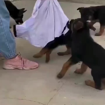 德国牧羊犬
