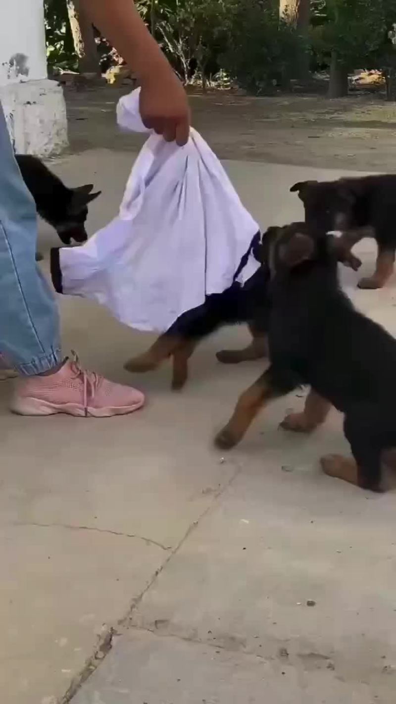 德国牧羊犬