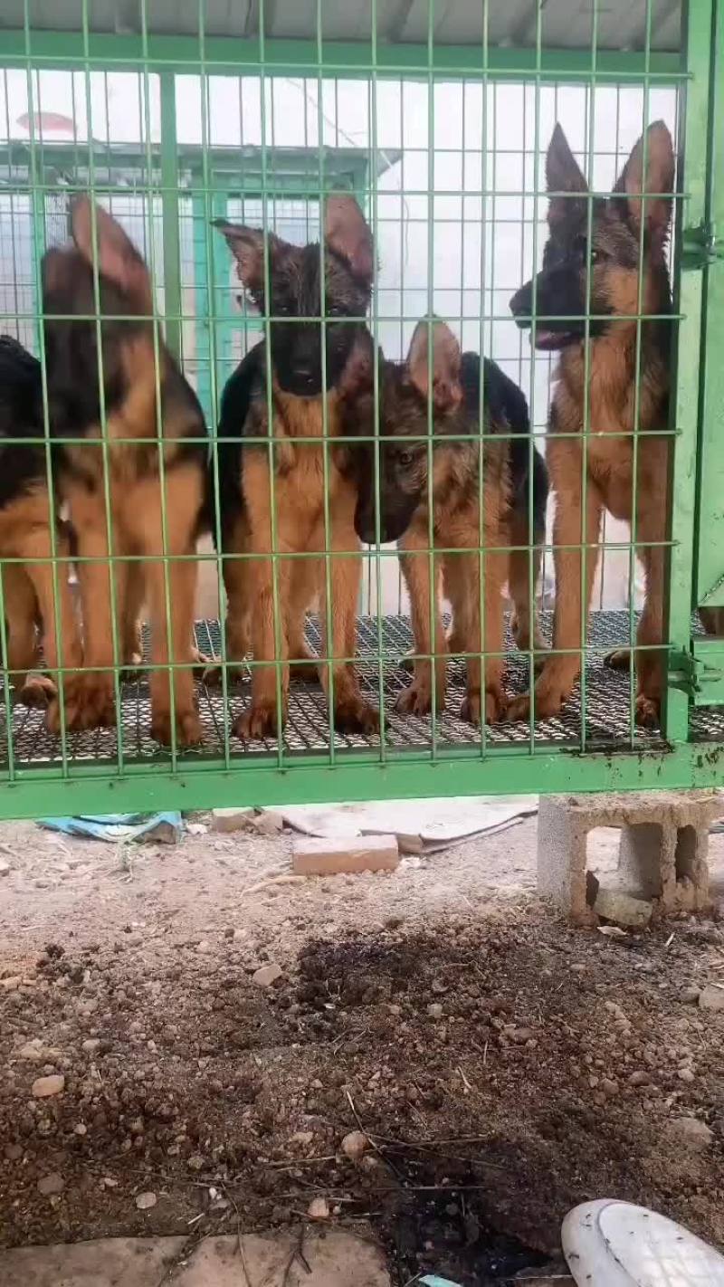 德国牧羊犬