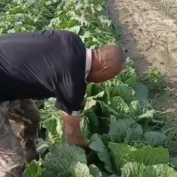 大白菜，干净利落，无虫，好菜高价，破菜破价