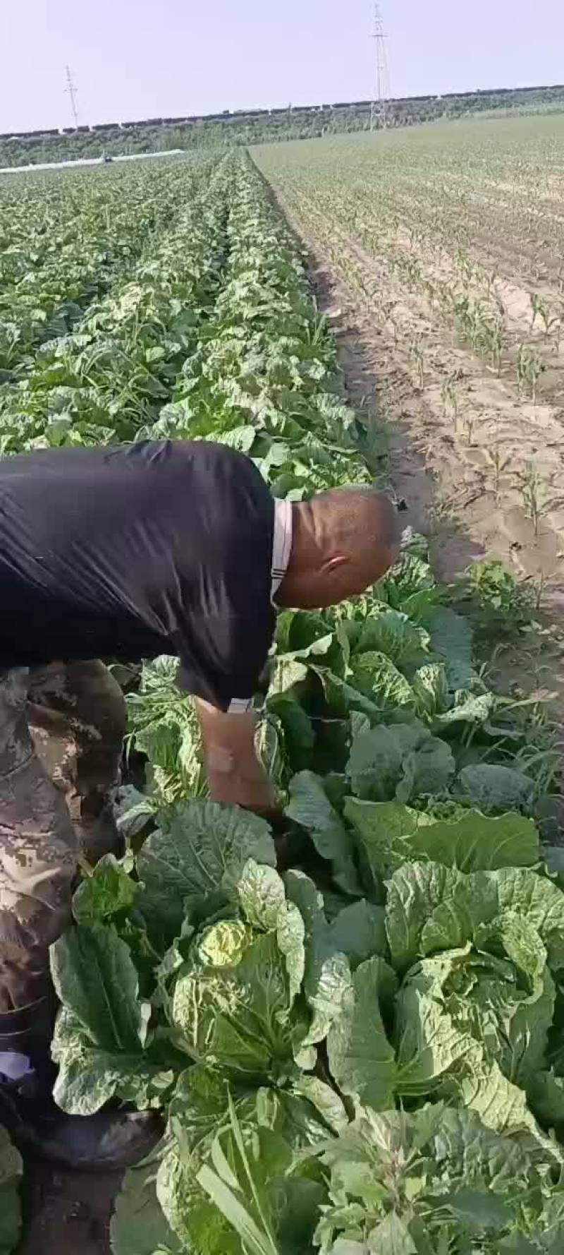 大白菜，干净利落，无虫，好菜高价，破菜破价