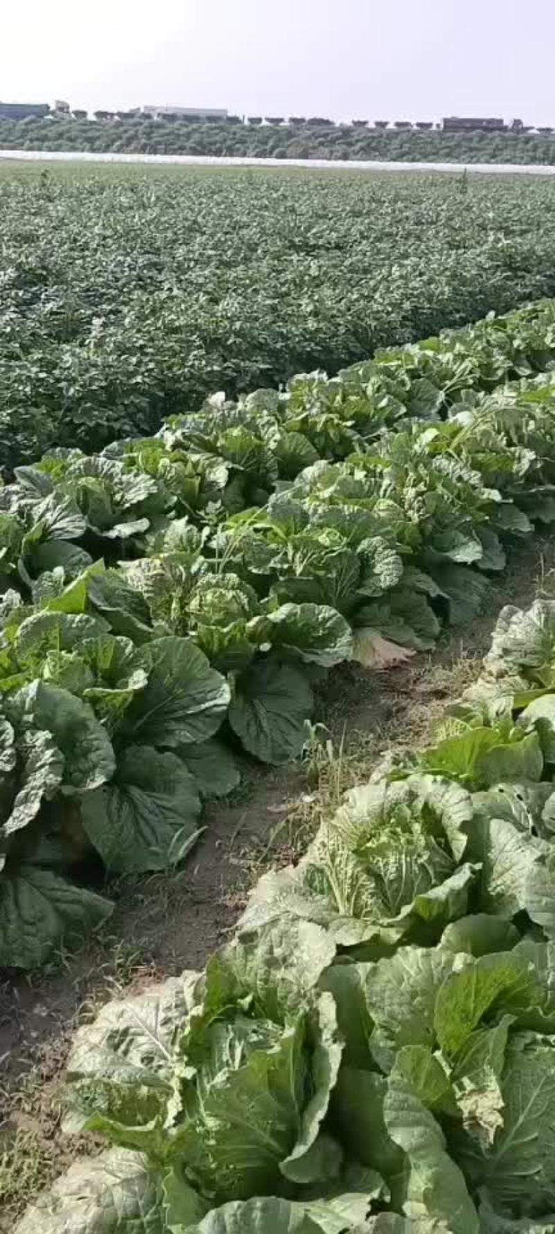 大白菜，干净利落，无虫，好菜高价，破菜破价