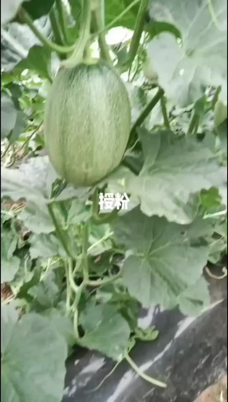 西洲蜜网纹瓜