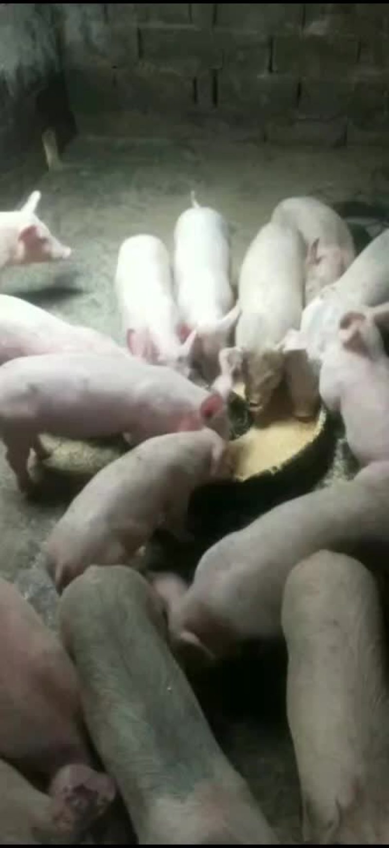 仔猪长年出售杂交猪苗