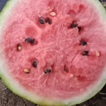 精品美都西瓜大量上市自家种植
