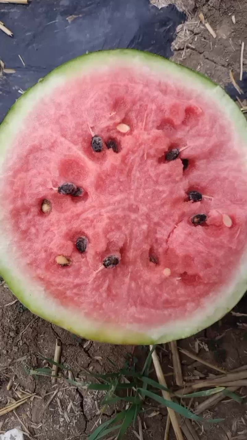 精品美都西瓜大量上市自家种植