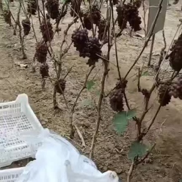 郁金香葡头