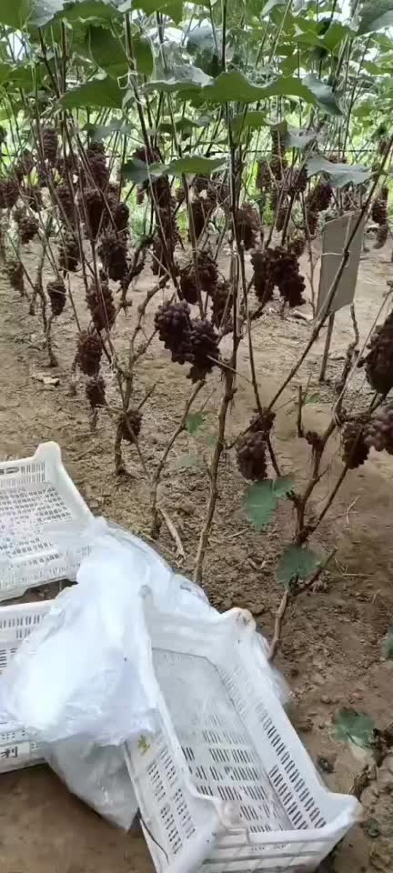 郁金香葡头
