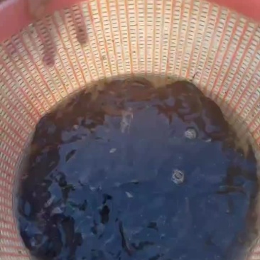 桂鱼苗