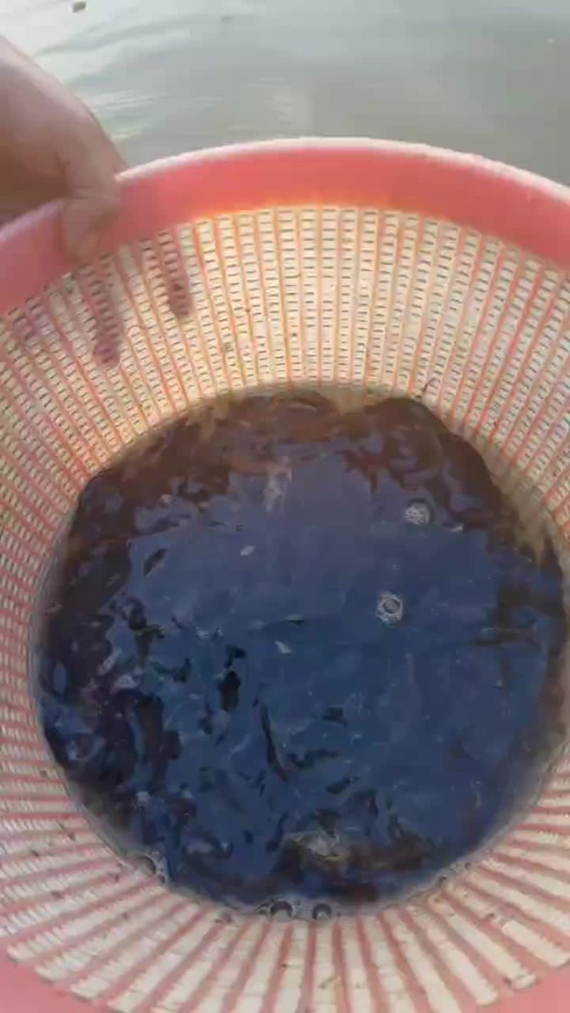 桂鱼苗