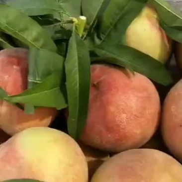 突围桃