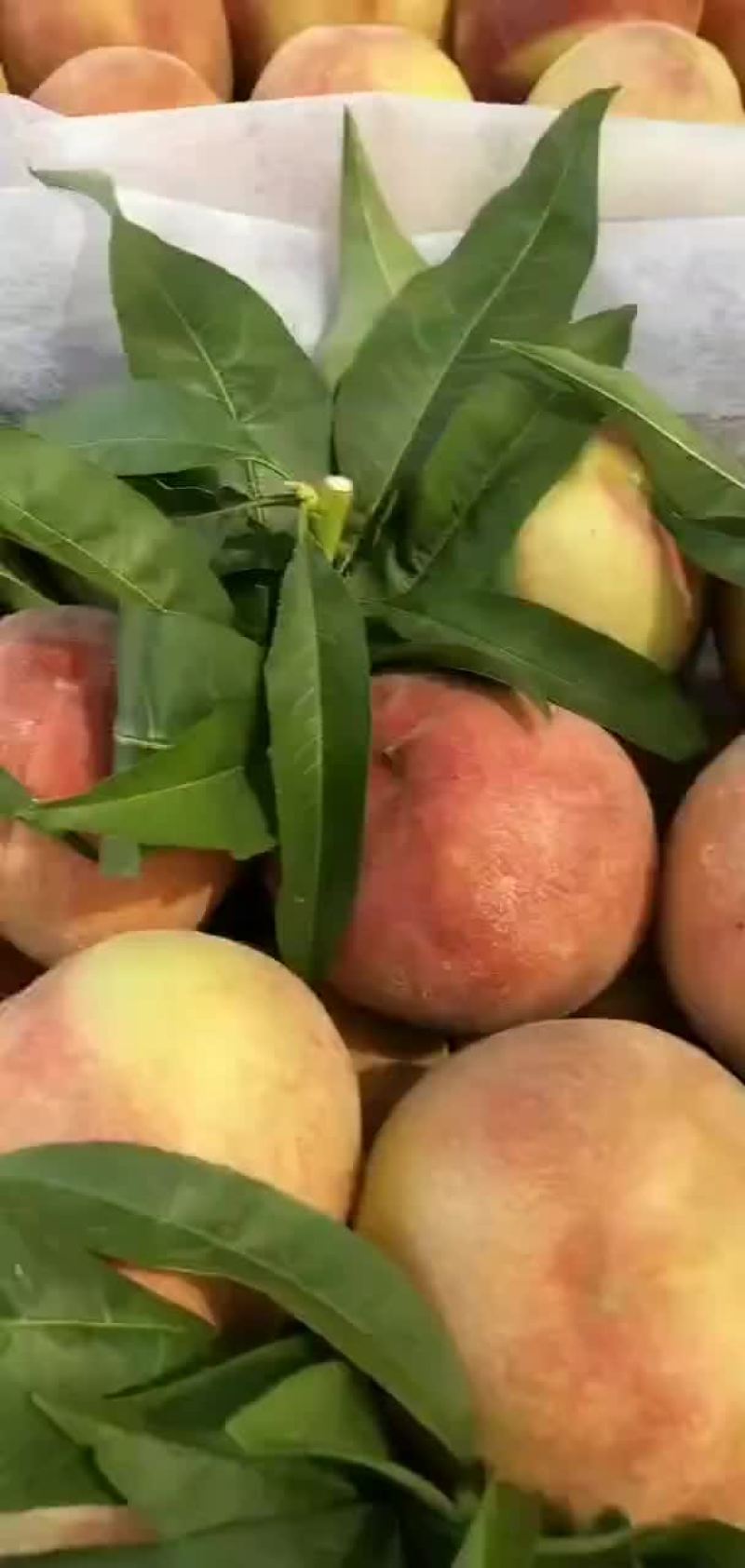 突围桃