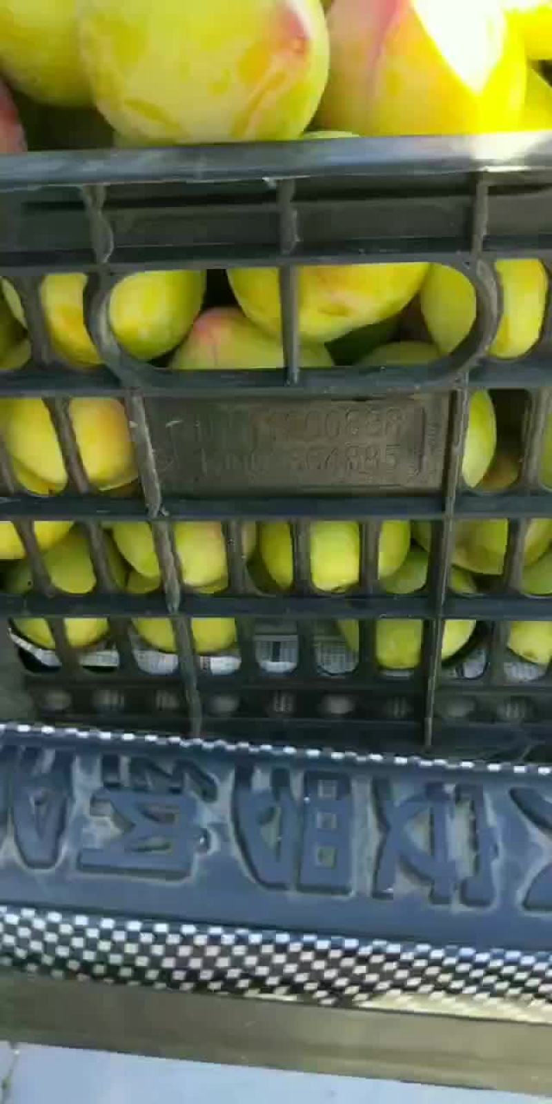 大石早生李子