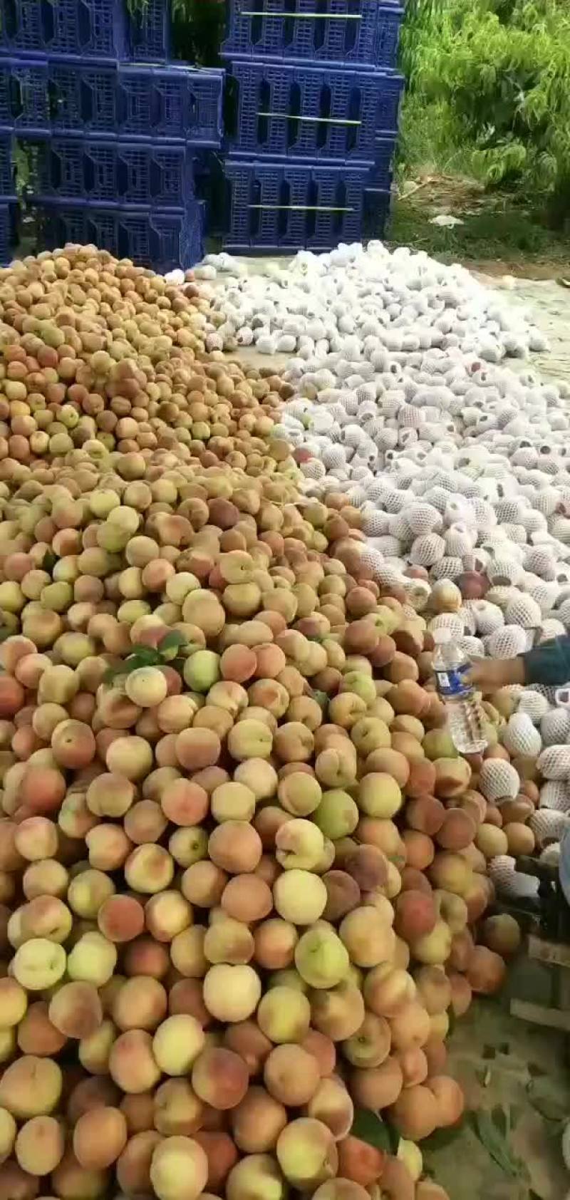 突围桃