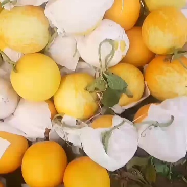 久红瑞头茬，花皮，口感最低15个糖，个头在5678斤，