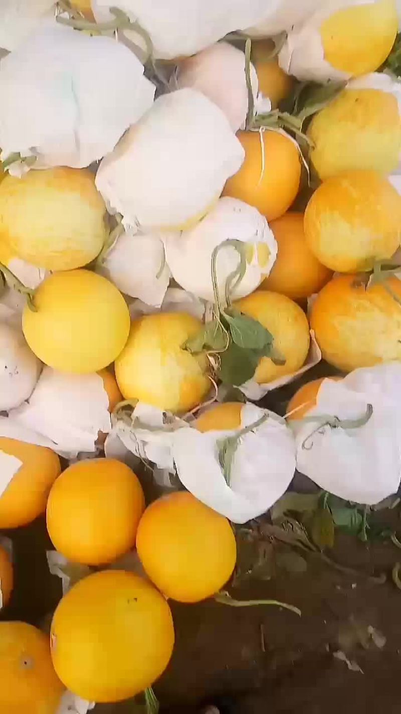久红瑞头茬，花皮，口感最低15个糖，个头在5678斤，