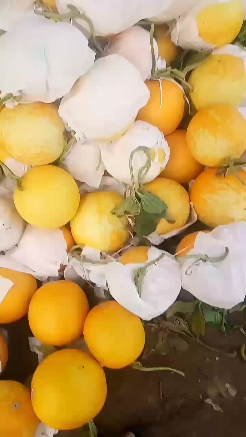 久红瑞头茬，花皮，口感最低15个糖，个头在5678斤，