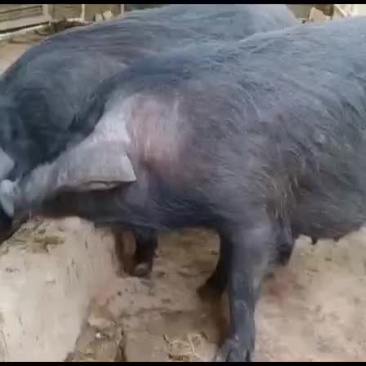 藏香猪仔，怀孕母猪