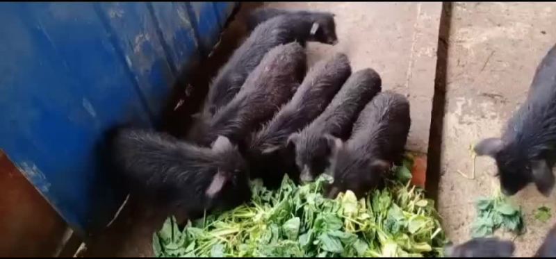 藏香猪仔，怀孕母猪