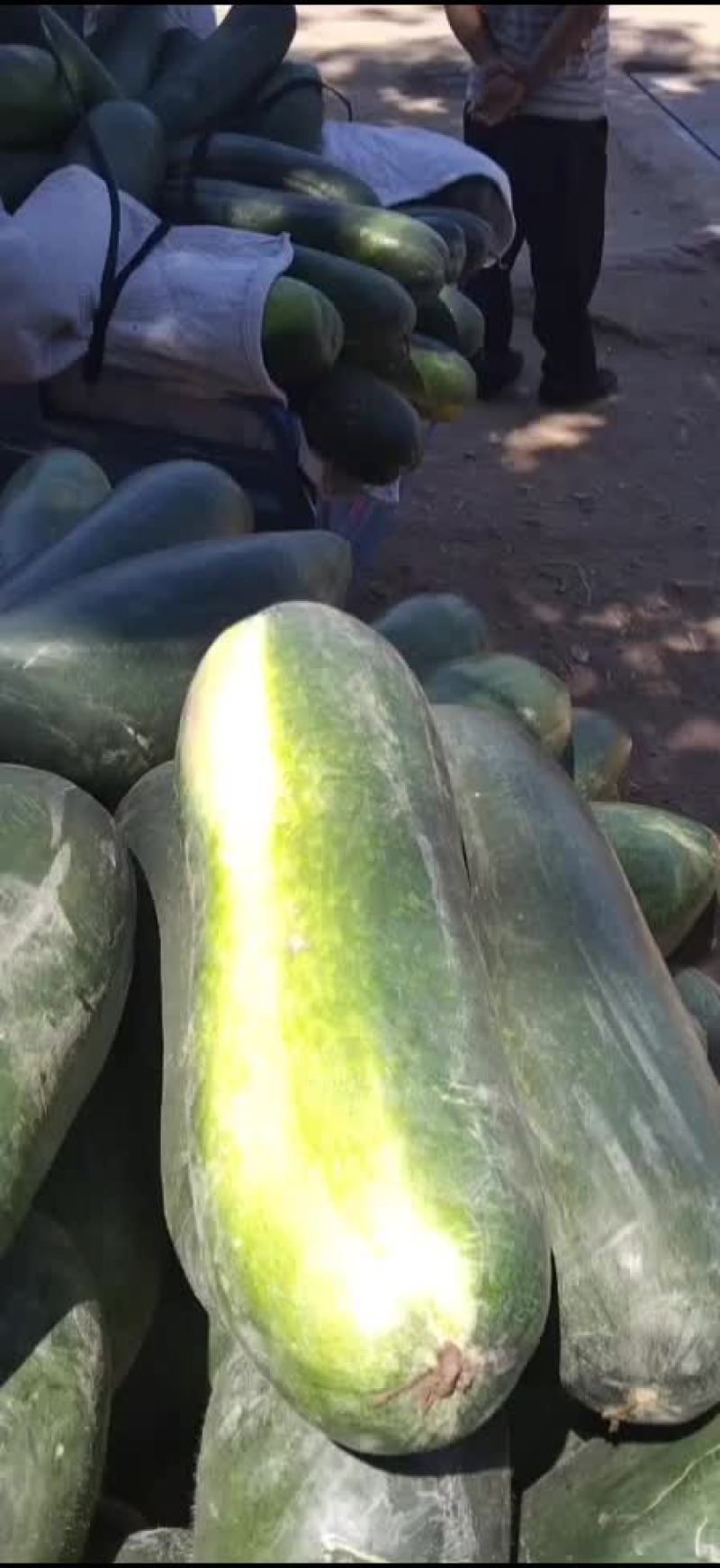 【推荐】黑皮地冬瓜，价格低条美，质量保证欢迎致电
