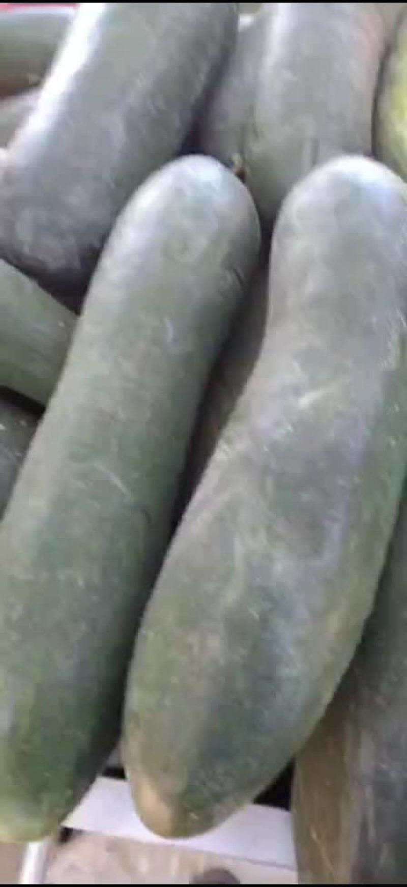 【推荐】黑皮地冬瓜，价格低条美，质量保证欢迎致电