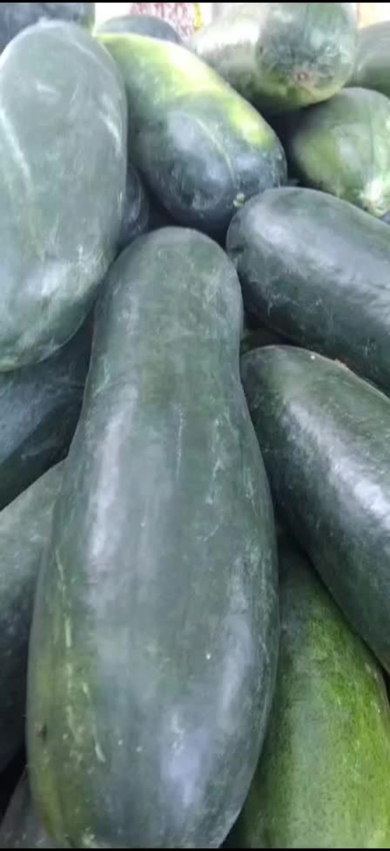 【推荐】黑皮地冬瓜，价格低条美，质量保证欢迎致电