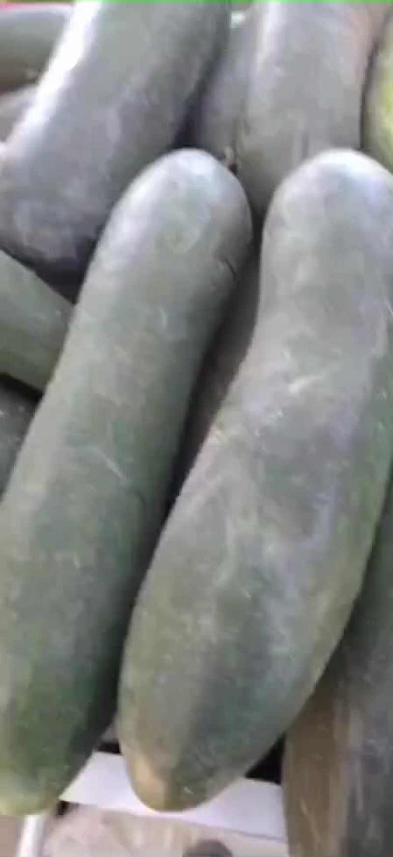 【推荐】黑皮地冬瓜，价格低条美，质量保证欢迎致电