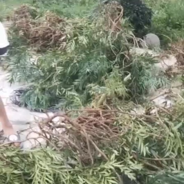 细叶的十大功劳