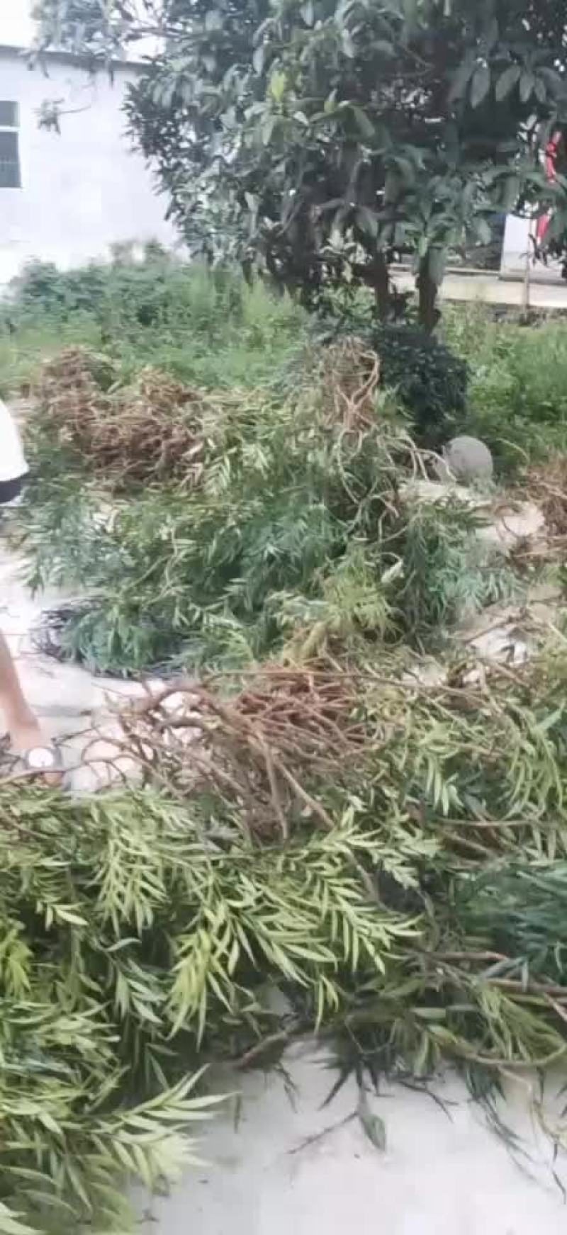 细叶的十大功劳