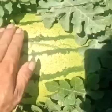 宁夏硒砂瓜大量上市中货源充足大量供应欢迎采购