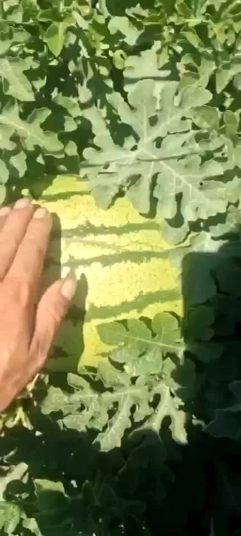 宁夏硒砂瓜大量上市中货源充足大量供应欢迎采购