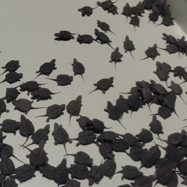 2023年鳄鱼龟苗子，鳄龟种苗，大个体头苗，鳄龟苗批发