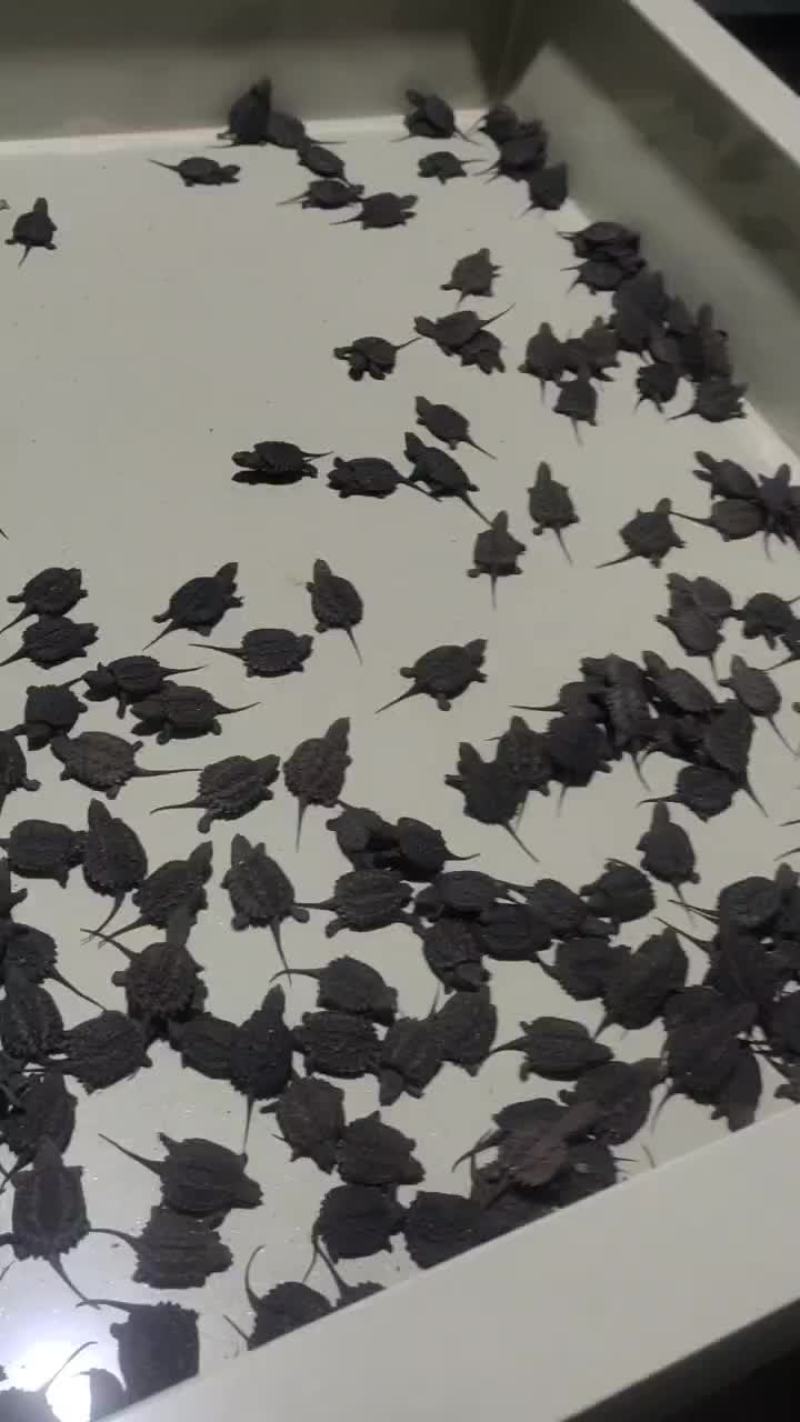 2023年鳄鱼龟苗子，鳄龟种苗，大个体头苗，鳄龟苗批发