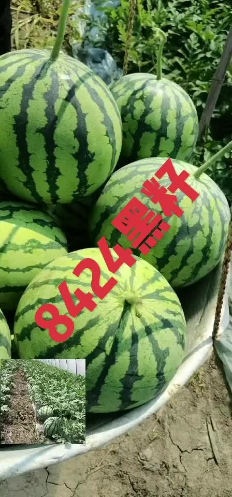 大棚西瓜8424，美都