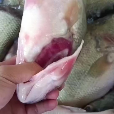 鲜鲈鱼