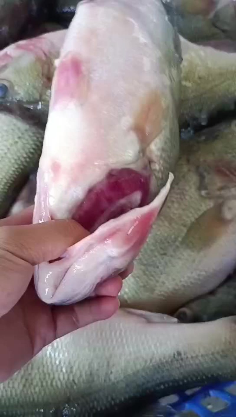 鲜鲈鱼