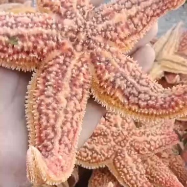 海星批发量大就来
