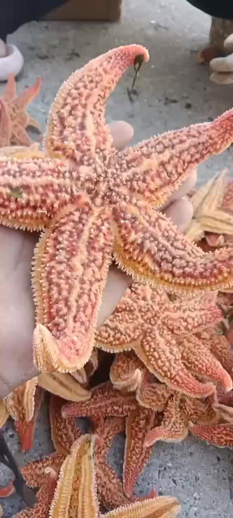 海星批发量大就来
