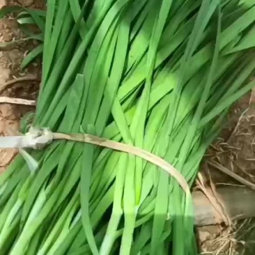 韭菜头刀