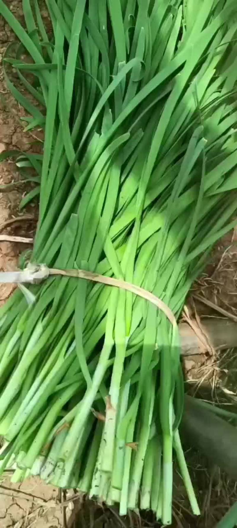 韭菜头刀
