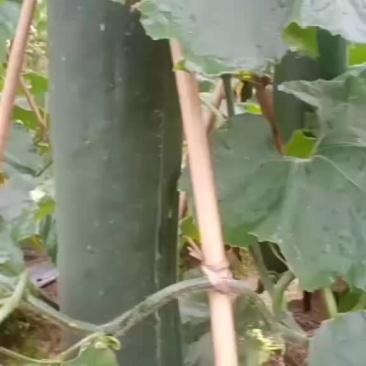 黑皮冬瓜