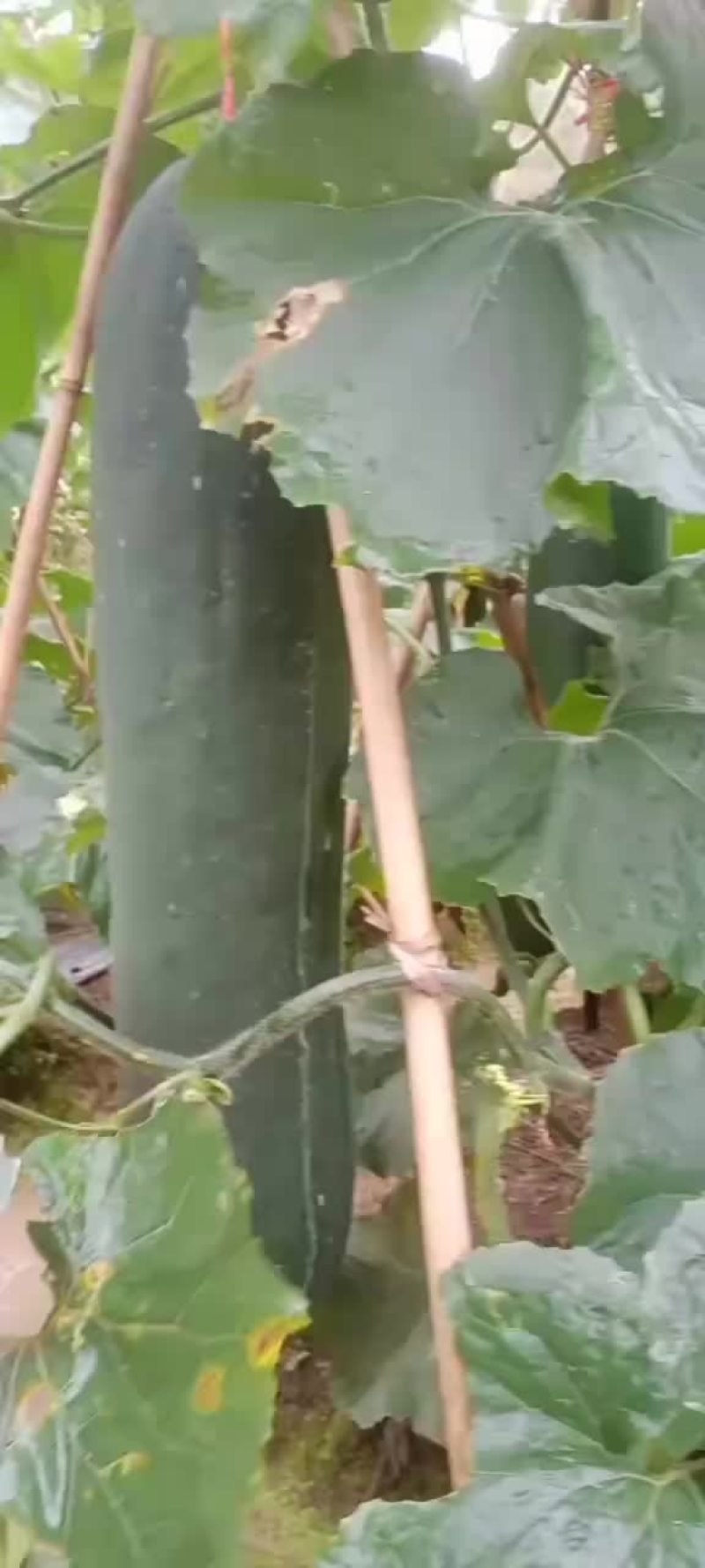黑皮冬瓜