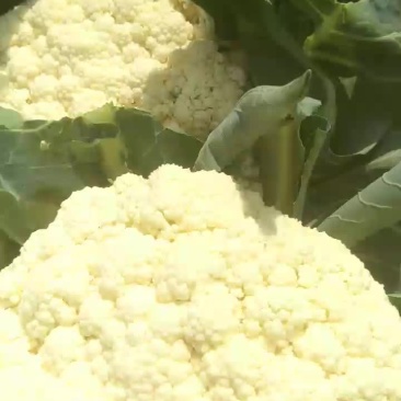 精品小米散出库