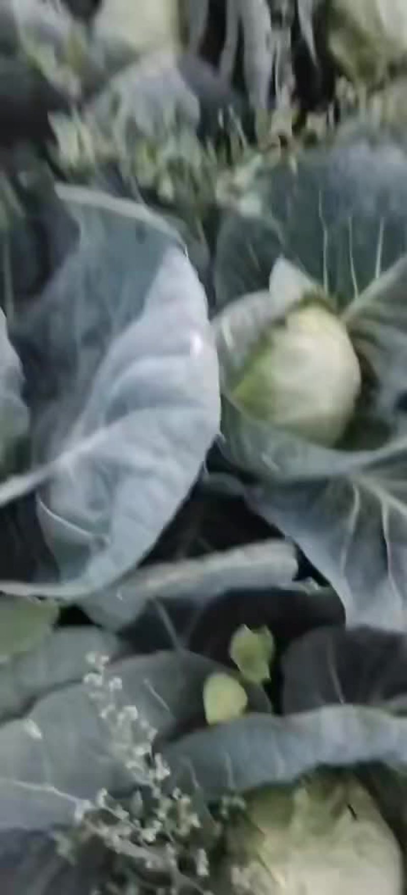 宁夏固原市隆德县甘蓝大量供应中