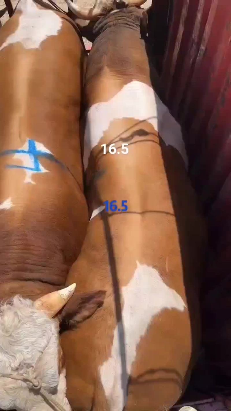 16.5