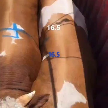 16.5