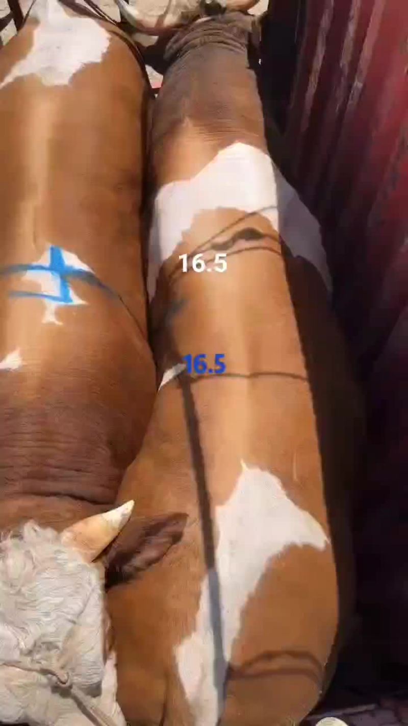 16.5